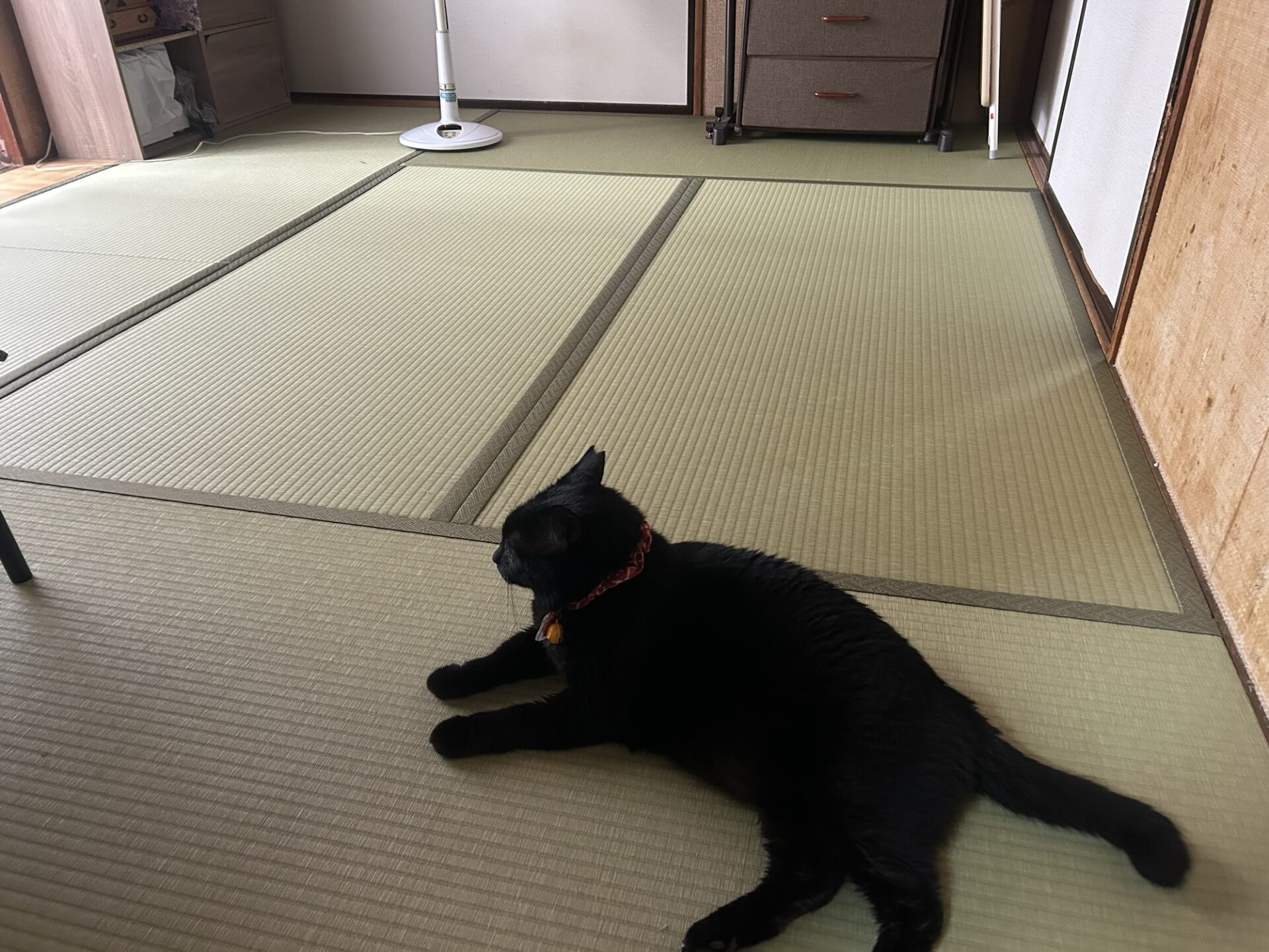 畳替えセールのイメージ